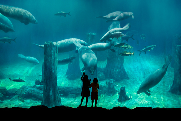 River Wonders Tickets | Mandai Wildlife Reserve fJov0AEr