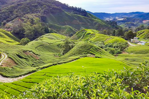 Cameron Highlands with Lunch Guided Day Tour (SIC/Shared Tour) fRsvfWx2