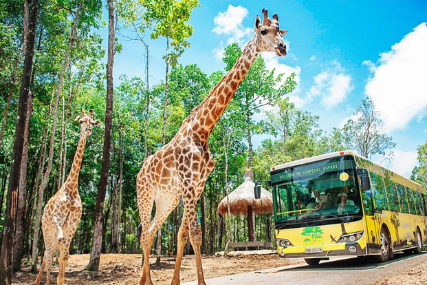 Vinpearl Safari Phu Quoc Mp8uPd63