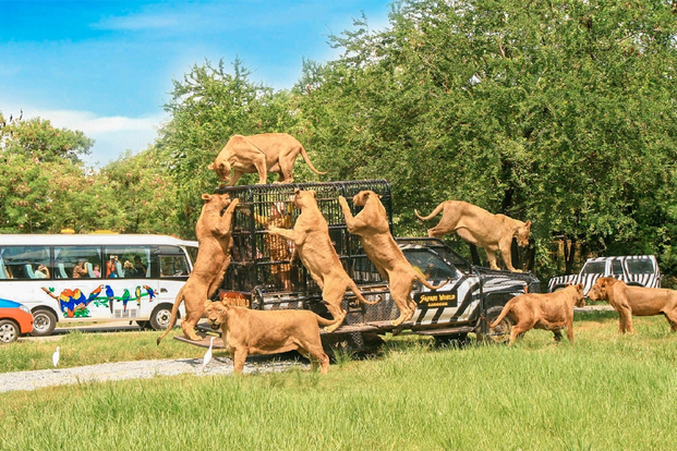 Safari World Thailand kNJ6Qach