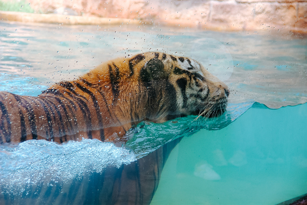 Jember Mini Zoo 13cH7kiS