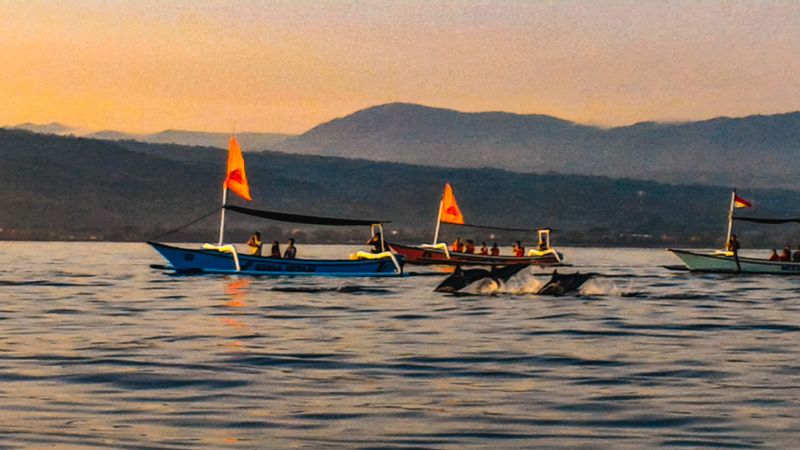 Bali Dolphin Watching and Ulun Danu Temple Private Day Trip