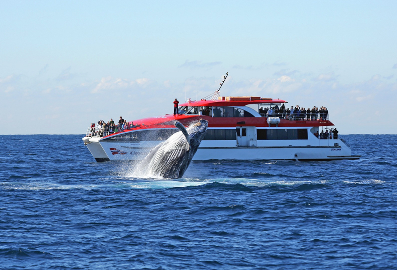 Sydney Whale Watching Cruise by Captain Cook
