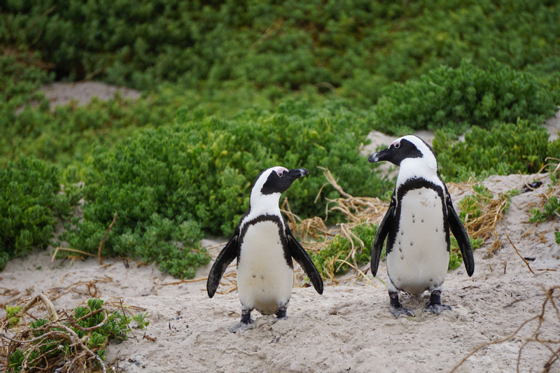 Penguin Parade at Phillip Island Nature Park