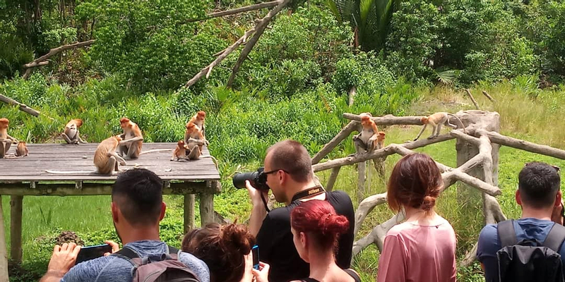 Sepilok Orang Utan, Labuk Bay Proboscis Monkey and Bornean Sunbear Conservation Centre Full Day Wildlife Tour in Sandakan