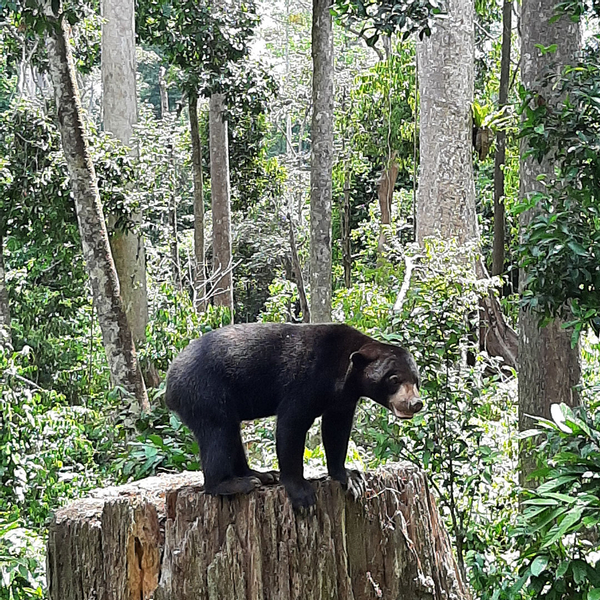 Sepilok Orang Utan, Proboscis Monkey, Sun Bear and Rainforest Discovery Centre Full Day Tour in Sandakan