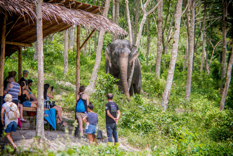 Phuket Elephant Sanctuary Experience