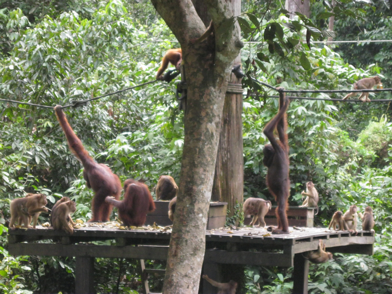 Sepilok Orang Utan and Labuk Bay Proboscis Monkey Sanctuary Half Day Tour in Sandakan