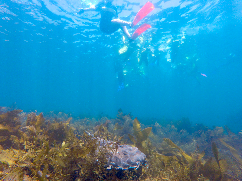 Manly Snorkel Tour with Guided Walking Tour