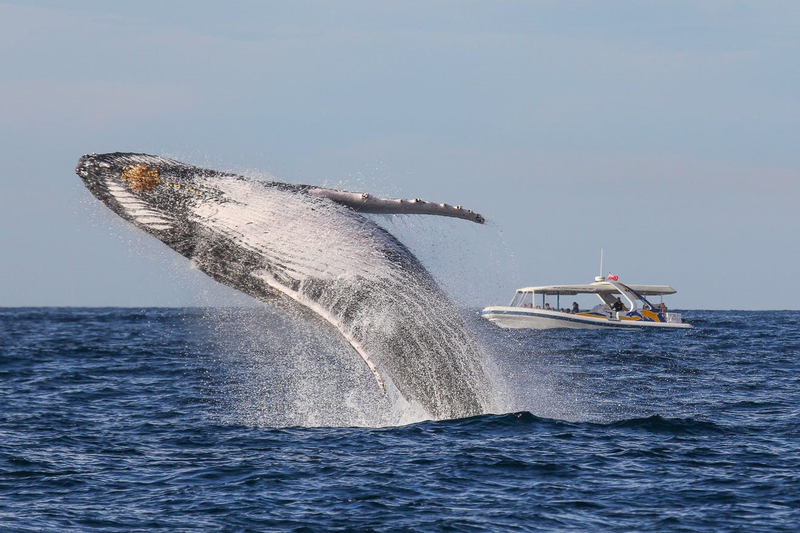 Sydney 2-Hour High-Speed Whale Watching Cruise