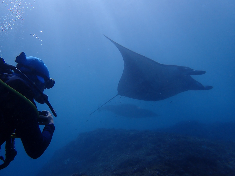 Snorkeling Experience in Tulamben, Padang Bai, Amed, or Nusa Penida by Bali Aqua Dive Center