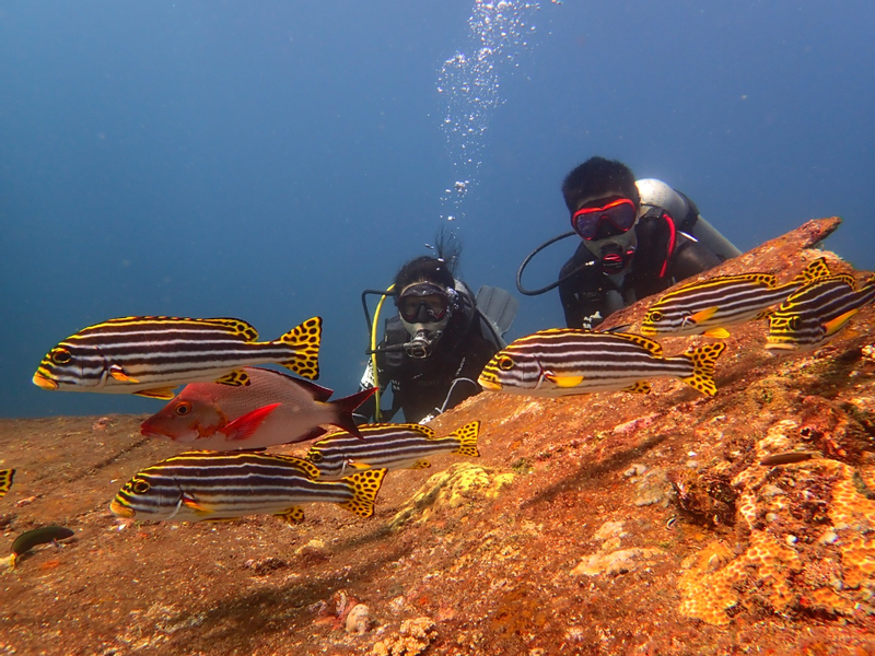 Diving Experience in Tulamben, Amed, Padang Bai, Gili Tepekong, or Nusa Penida by Bali Aqua Dive