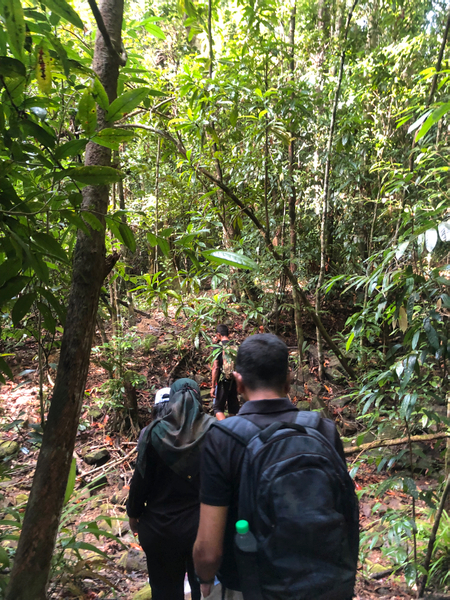 Langkawi Rainforest Jungle Trekking