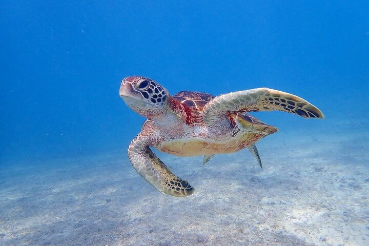 Okinawa Miyako 3set Beach SUP, Snorkeling,Pumpkin Cave,Canoeing dN7Auzn4