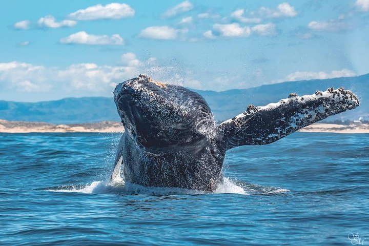 Half-Day Whale Watching Tour From Monterey