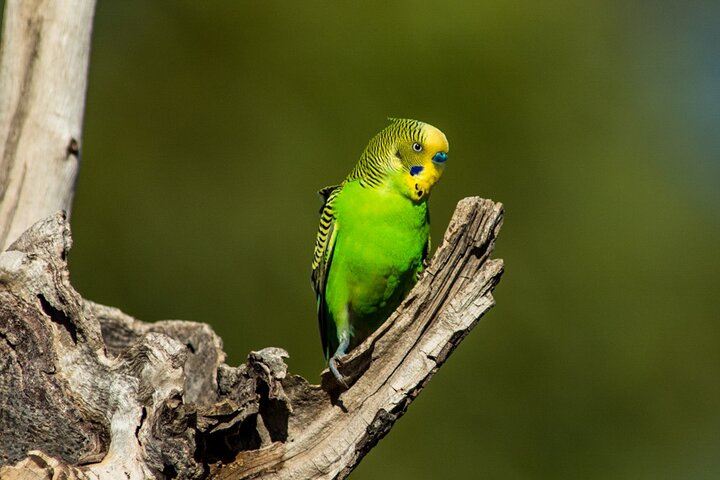 Pilbara Bird Tours mOZOkvUG