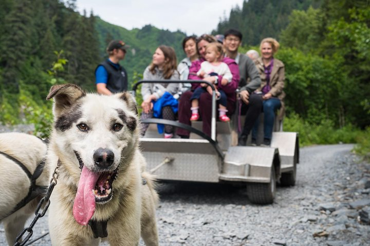 Wilderness Dog Sled Ride and Tour in Seward JhyrS8vl