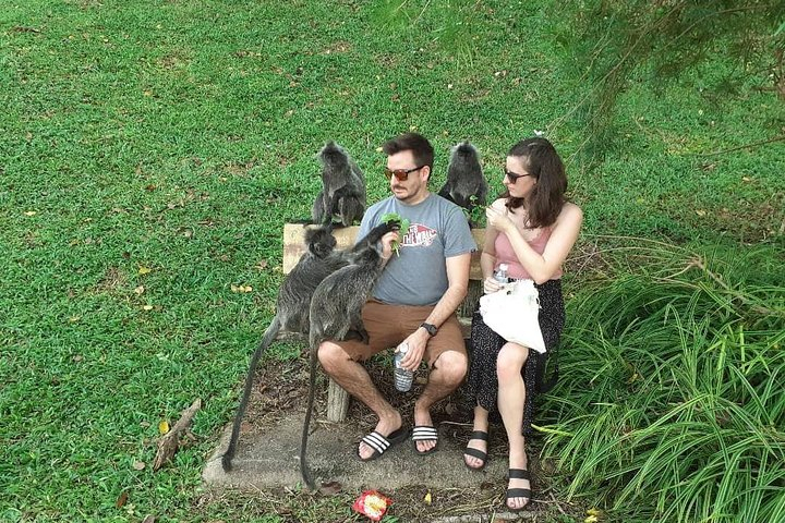 Kuala Selangor Fireflies Tour (Special Deal) iV8kLmtu