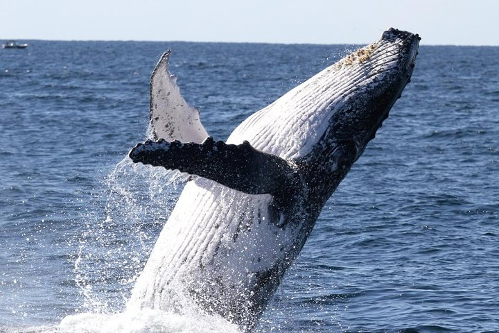 Whale Watching Tour with Spirit of Gold Coast  mXXlq9le
