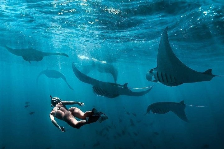 Snorkeling Manta Ray Safari in Nusa Penida