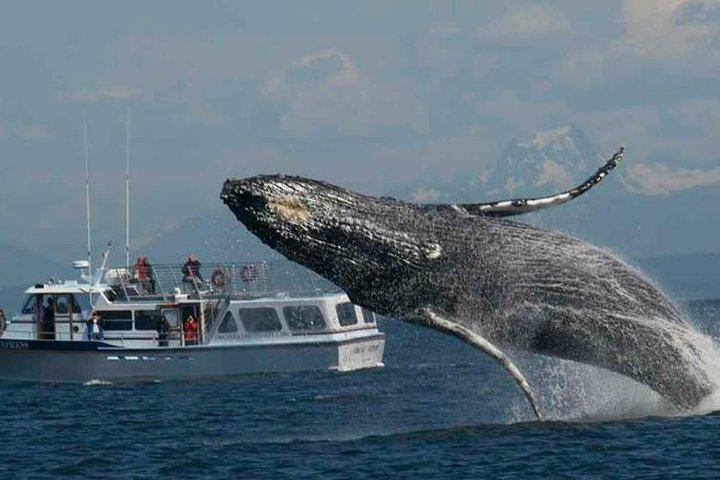 Guaranteed Whale Watching Tour jtHbUl9W