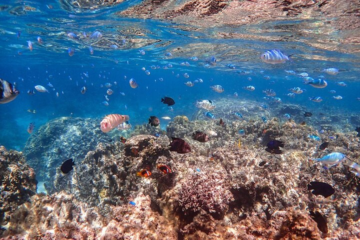 Okinawa Ishigaki Blue Cave Snorkeling Tour q24CgmeV