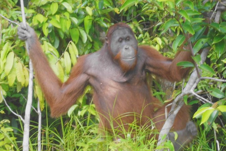 Orang Utan - Tangkiling Hill - Museum - Half day tour jgSaaj11