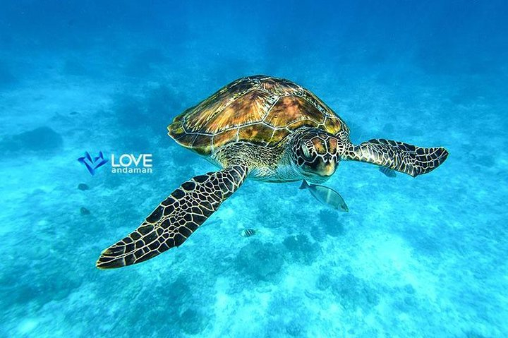 Similan Islands Snorkeling Day Trip By Love Andaman From Khao Lak fgqPTOpF