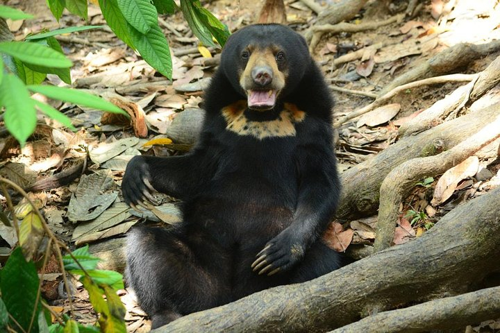 Sepilok Orang Utan & Bornean Sun Bear Centre with Sandakan City Tour with Lunch 6Di9wEhq
