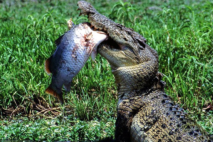 Corroboree Billabong Wetland Cruises - 2 hour Sunset Cruise GwkvZ04X