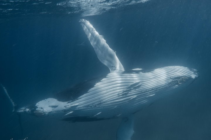 Humpback Whale Safari