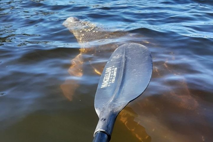 Clear Kayak Tour of Tarpon Springs | Manatee Season Harga Tiket Promo