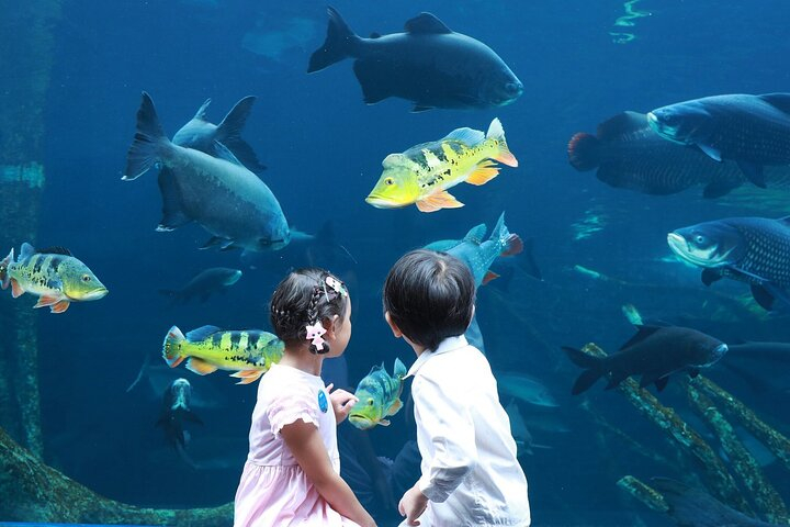 Aquaria Phuket - DOMESTIC MARKET