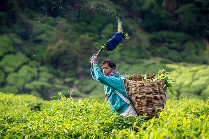 Tiket Cameron Highland Day Tour Harga Promo - Tiket.com