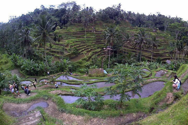 Bali Swing, Tegalalang Rice Terrace and Ubud Center
