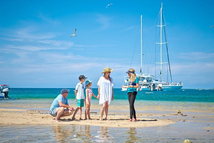 Wavedancer Low Isles Great Barrier Reef Sailing Cruise from Palm Cove u8XxSKBH