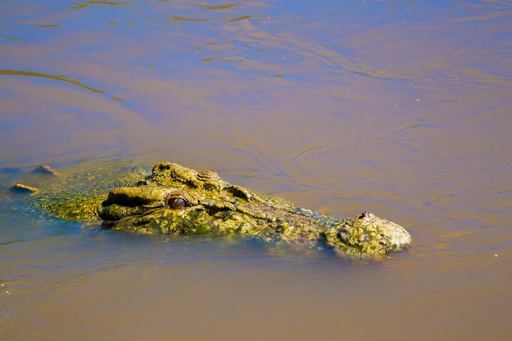Jumping Crocs & Nature Adventure Cruise from Darwin N5gLXvli