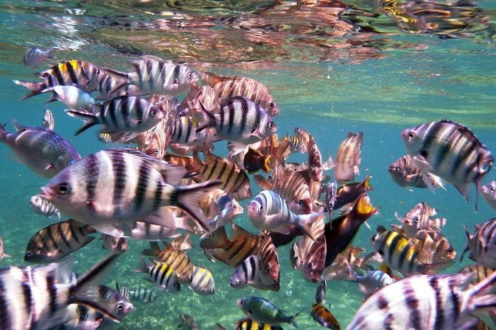 Perhentian Island Snorkeling Day Trip from Kuala Besut Jetty 01ZI0Chh