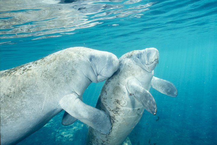 Manatee Swim and Wildlife Park with Upgrade Options from Orlando G5JmfmJc