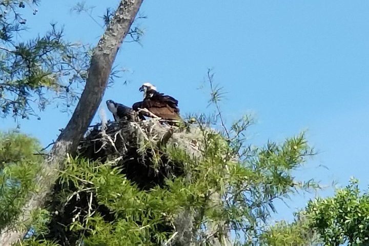 Waccamaw River Nature and Wildlife Tour bbfQEiNQ