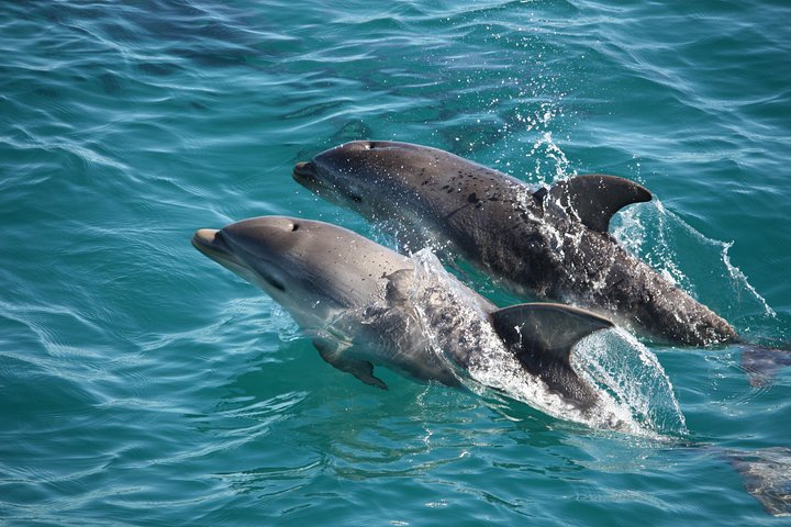 3-Hour Dolphin and Seal Sightseeing Cruise, operated with swim tour passengers k7Q9N7CQ