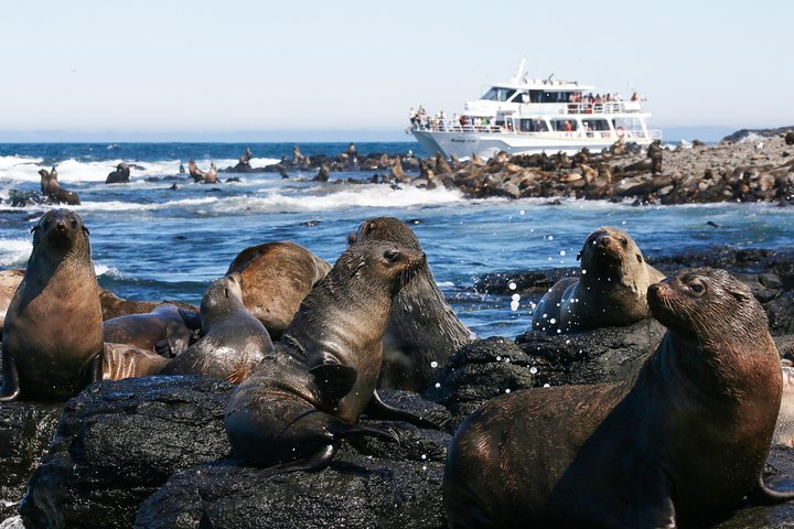 Phillip Island Seal-Watching Cruise V9oNvrEd