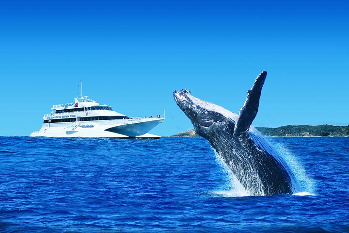Tangalooma Island Resort Whale Watching Day Cruise with Dolphin Viewing 