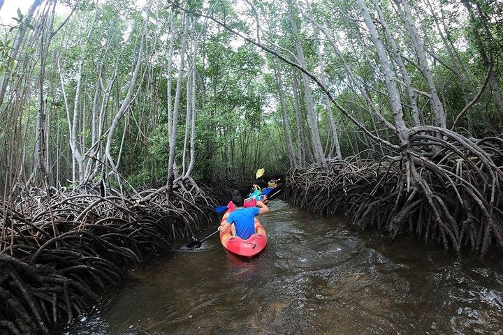 1 Hour Kayaking or Stand Up Paddle Adventure From Lembongan to The Mangrove