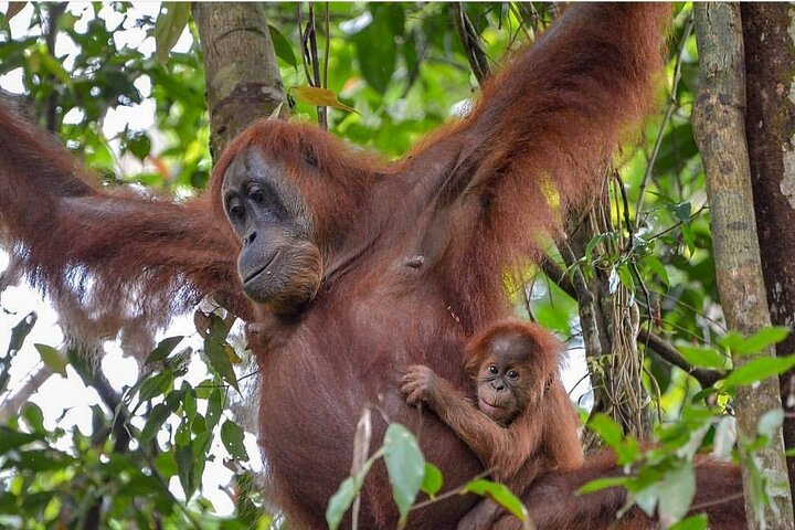 2 Days 1 Night Ethical Jungle Trekking 9bdjr0FU