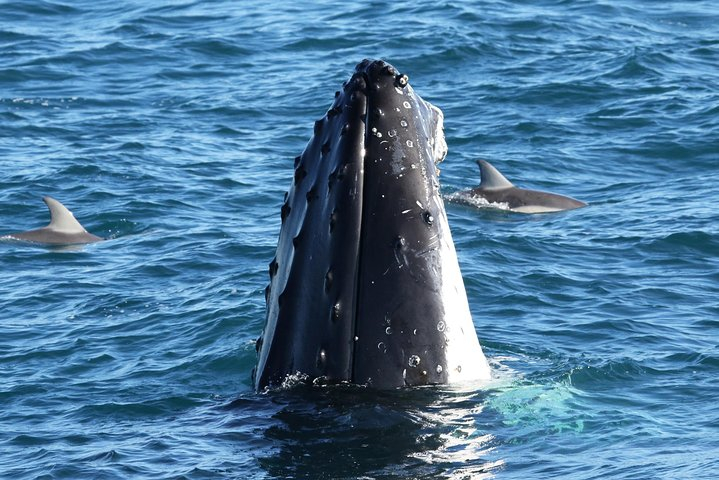 Dolphin & Whale Cruise eDsFURHO