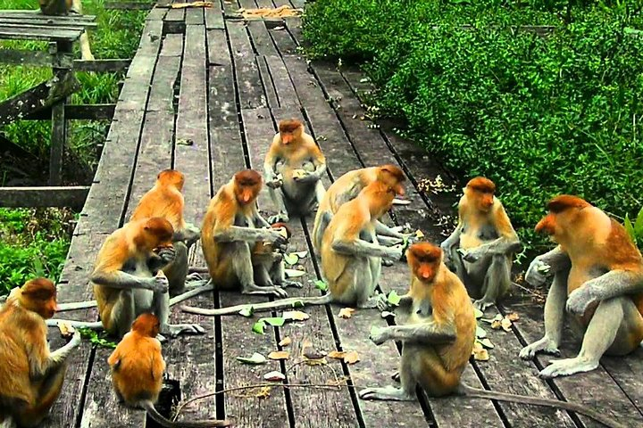 Labuk Bay Proboscis Monkey Sanctuary Admission Ticket