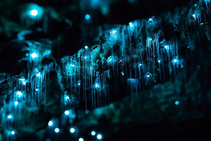 Glow-worms, Waterfalls & Rainforest Experience GVKPooPU