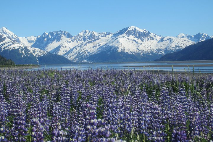Wildlife and Glaciers with a walk in the Rainforest zARYP0ZI