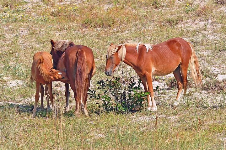 2-hour Outer Banks Wild Horse Tour by 4WD Truck g31xF9iw